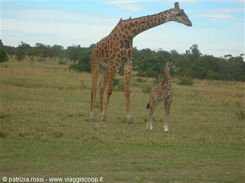 La giraffa appena nata
