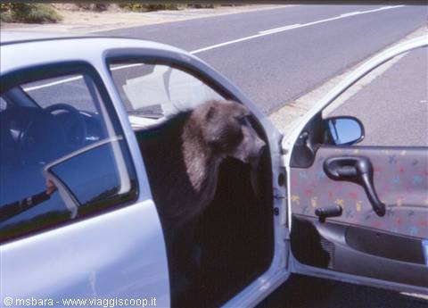 un clandestino in auto