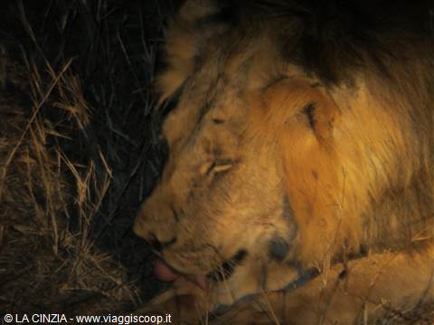 IL SAFARI NOTTURNO A TAITA HIILL'S