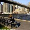 Brooklin bridge STATI UNITI D'AMERICA 
