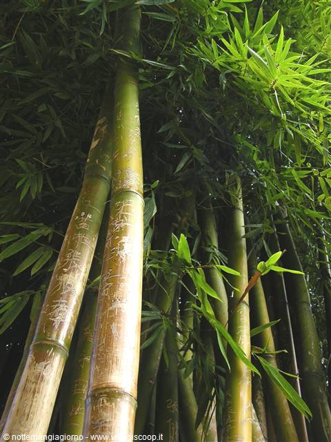 Kunming -foresta di pietra