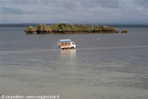 un singolare modo di trasferirsi sull isola con la bassa marea