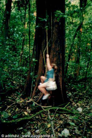 foresta pluviale - Palenque