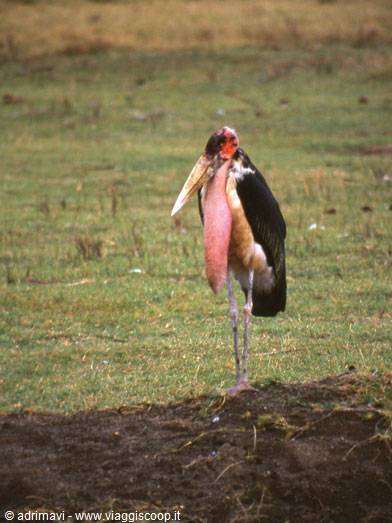 Nakuru National Park - malibù