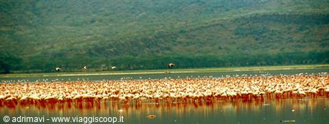 Nakuru National Park - fenicotteri