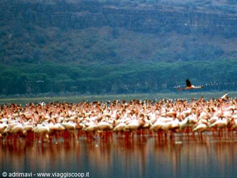 Nakuru National Park - fenicotteri