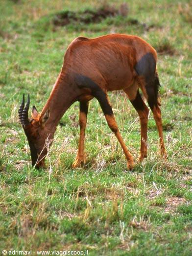 Masai Mara Reserve - alcefalo