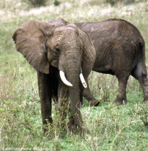 Masai Mara Reserve - elefante