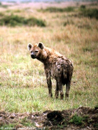 Masai Mara Reserve - iena