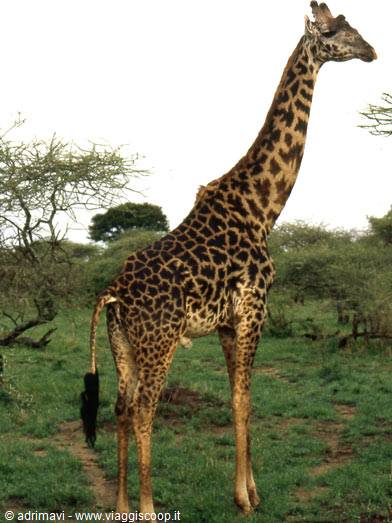 Masai Mara Reserve - giraffa