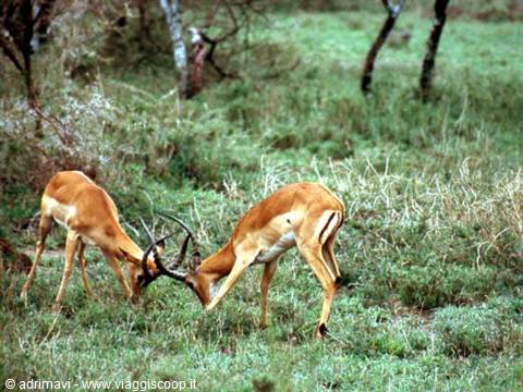 gazzelle di Thomson - Serengeti