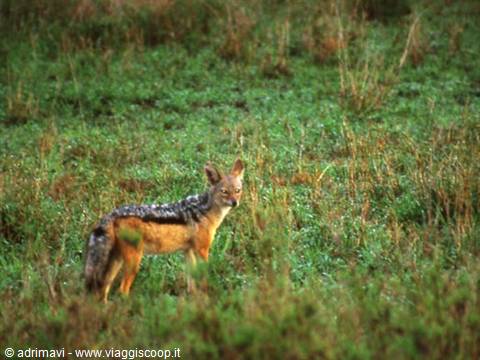 sciacallo - Serengeti