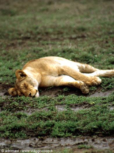 leonessa - Serengeti