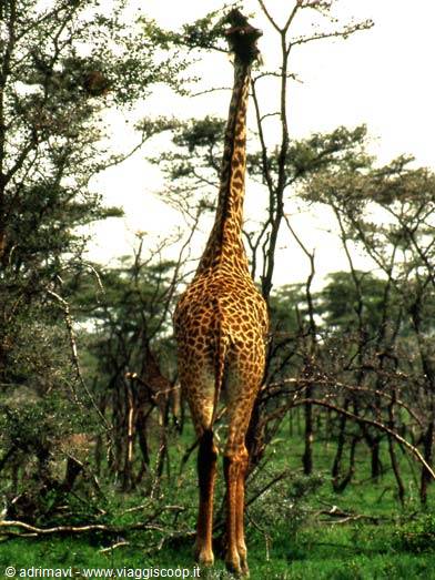 giraffa - Serengeti