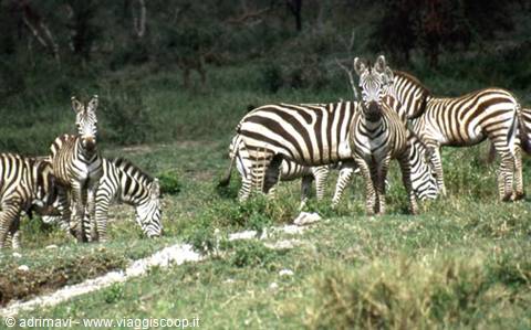 zebre - Serengeti