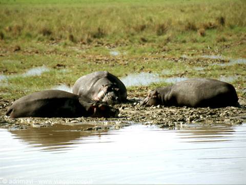 ippopotami - Ngorongoro