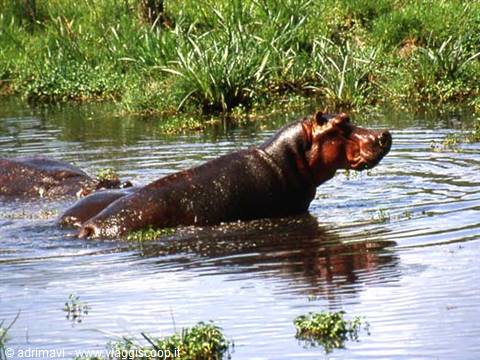 ippopotamo - Ngorongoro