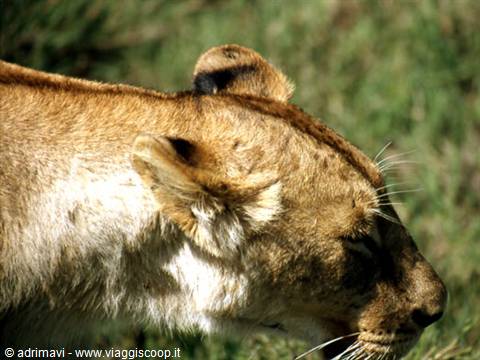 giovane leone - Ngorongoro