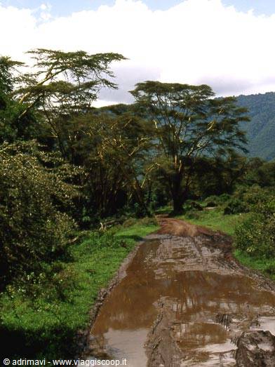 Ngorongoro Crater - Lerai Forest, pista