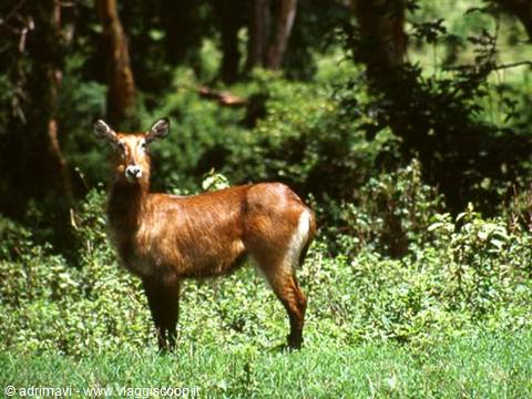 Ngorongoro Crater - Lerai Forest, antilope roana
