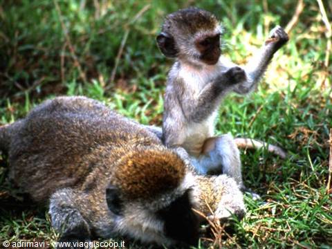 Ngorongoro Crater - Lerai Forest, cercopiteco