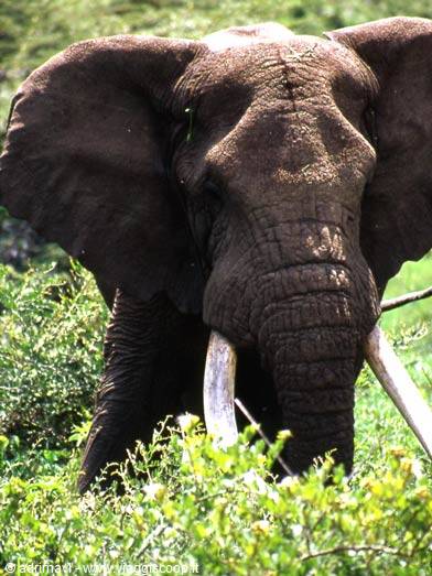 Ngorongoro Crater - Lerai Forest, elefante