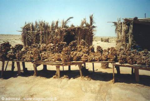 bancarella di rose del deserto