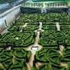 giardino del castello di Villandry - Castelli della Loira FRANCIA 