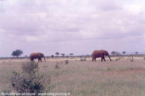 Savana