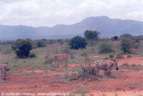 Savana