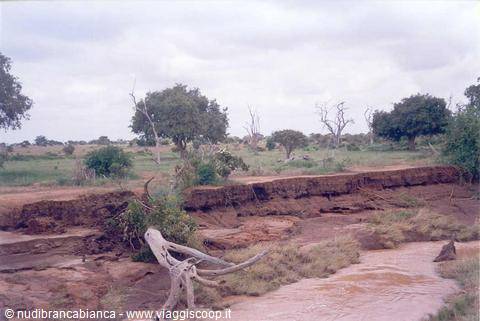 Savana