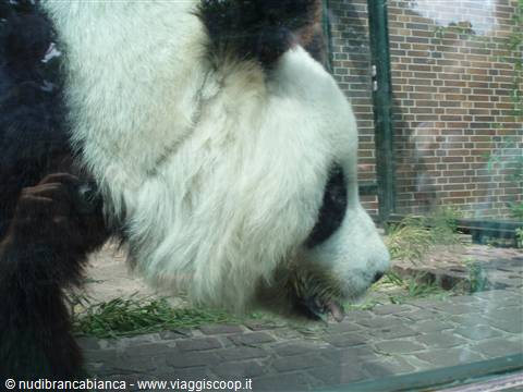 Yan Yan allo Zoo di Berlino.