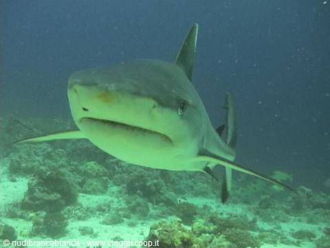 Sudan crociera sub