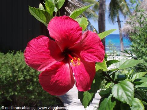 Hibiscus