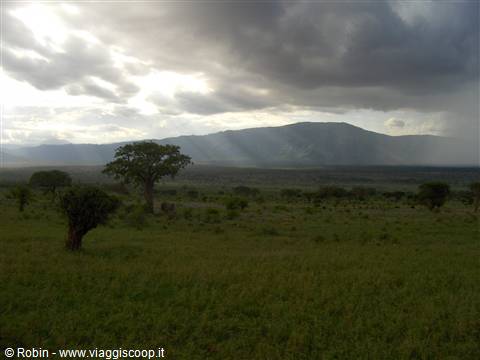 Savana