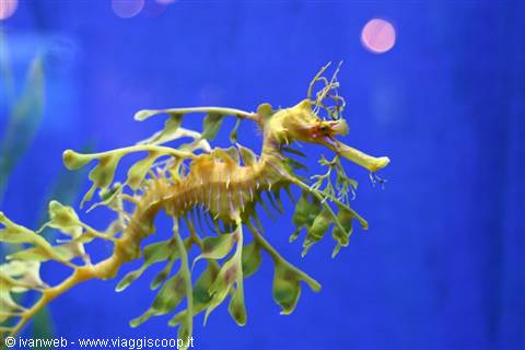Underwater World