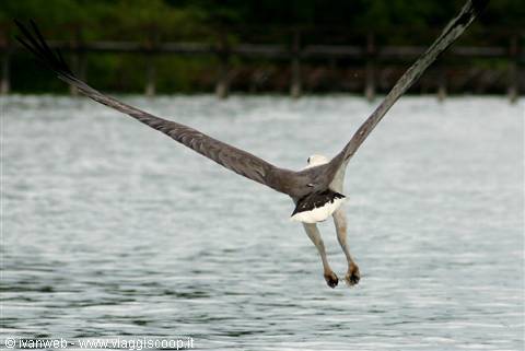 Eagle Feeding