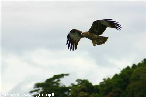Eagle Feeding