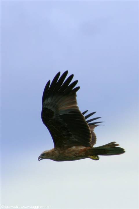 Eagle Feeding