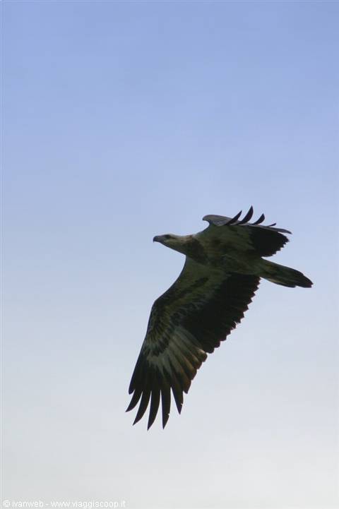 Eagle Feeding
