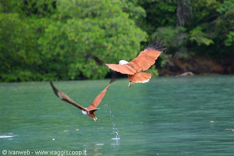 Eagle Feeding