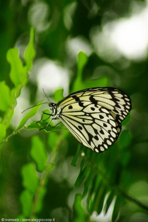 Butterfly Farm