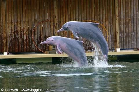 Dolphin Lagoon