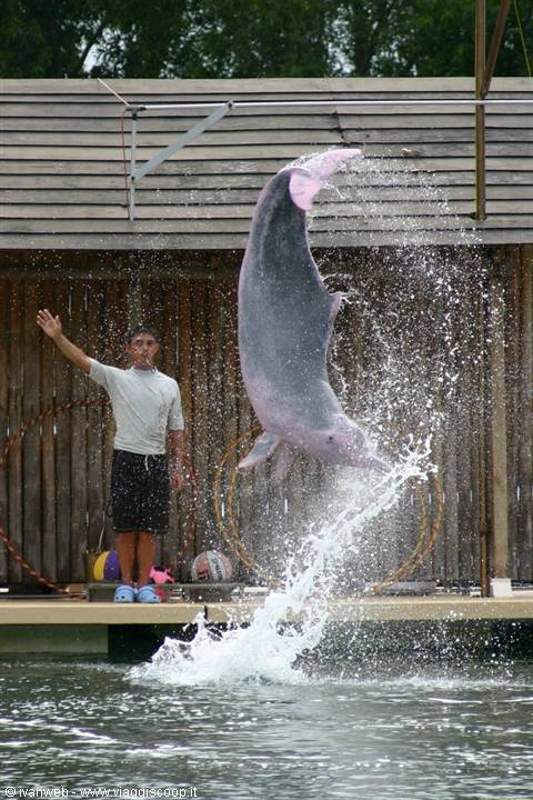 Dolphin Lagoon