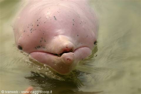 Delfino rosa