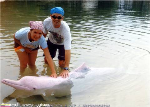 Dolphin Lagoon