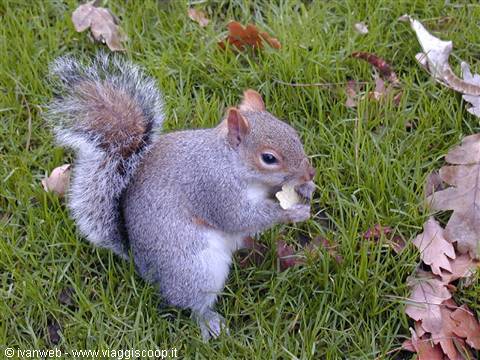 Scoiattolo che mangia una Pringles a Regent's Park!!