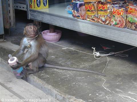 Macaco e biberon...
