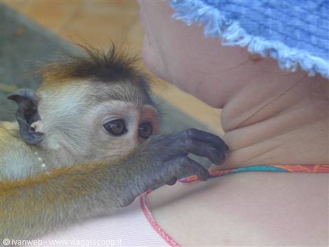 Il macaco Rudi