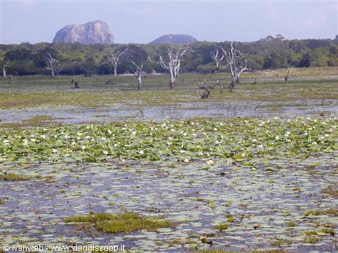 Safari allo Yala National park